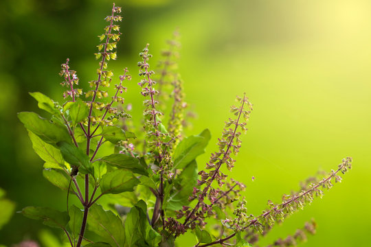 HOLY BASIL