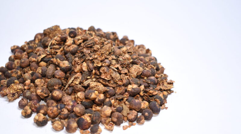 BANYAN TREE SEEDS