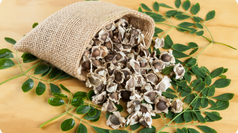 MORINGA SEEDS WHOLE