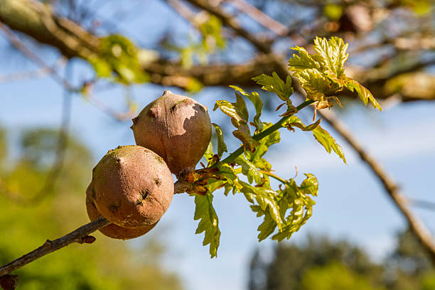 OAK GALL / BLUE JACK