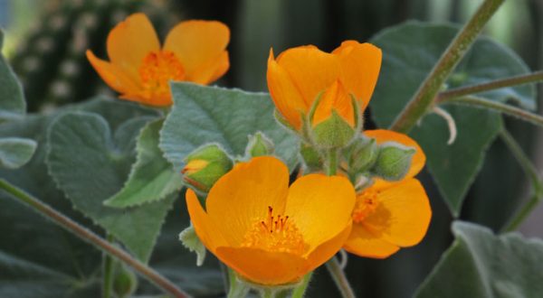 INDIAN MALLOW LEAF