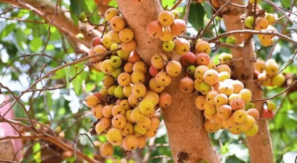 CLUSTER FIG DRIED SEEDS