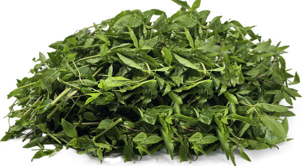 SESSILE JOYWEED ( WATER AMARANTH)