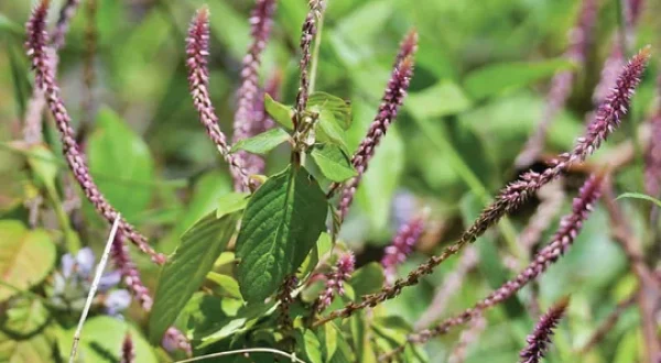 PRICKLY CHAFF FLOWER