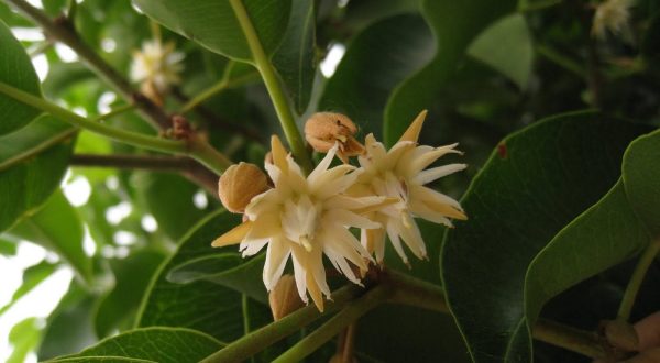 SPANISH CHERRY FLOWER
