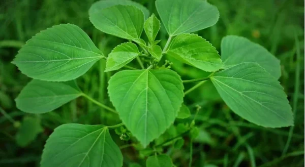 INDIAN NEETLE/ ACALYPHA