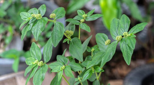 SNAKE WEED OR ASTHMA PLANT