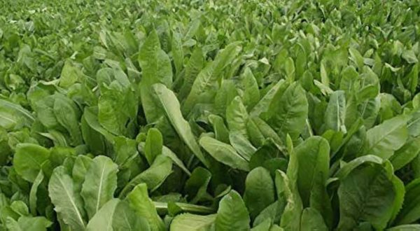CHICORY LEAVES