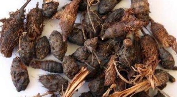 PURPLE NUT SEDGE / NUT GRASS