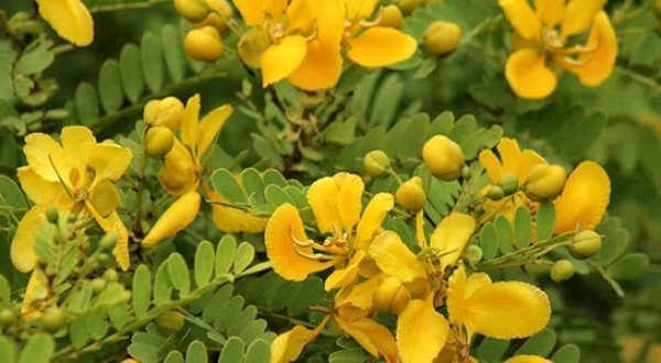 SENNA OCCIDENTALIS