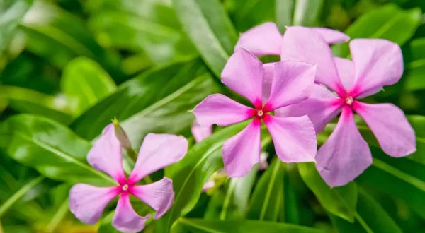 MADAGASCAR PERIWINKLE