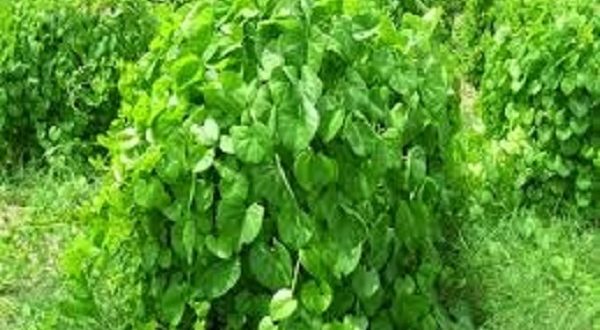 HEART-LEAVES MOONSEED PLANT