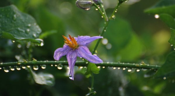PURPLE FRUITED PEA EGG PLANT