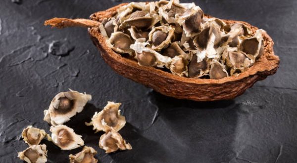 dried moringa seeds - Moringa oleifera