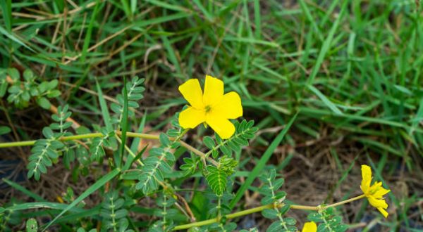 Yellow flowers of Tribulus terrestris plant.