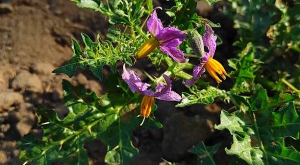 A Close-up Shot Of  Solanum Virginianum  Ayurvedic Medicine Plant. Background Blur, Selective Focus On Subject