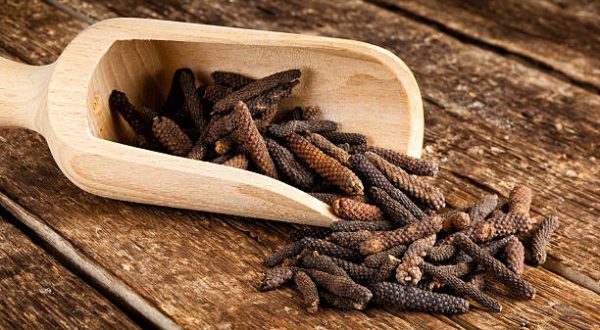 Long pepper or Piper longum on wooden table