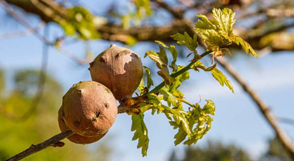 Oak galls are caused by a parasitic wasp