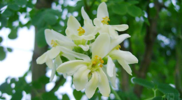 MORINGA FLOWER