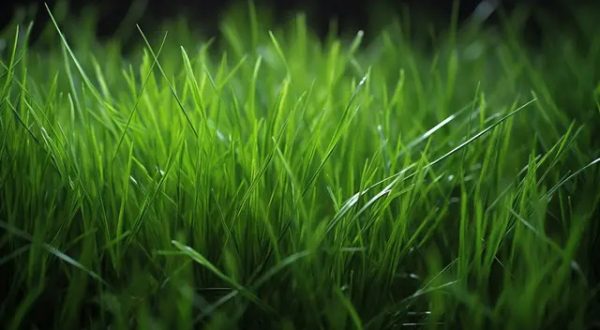 BERMUDA GRASS