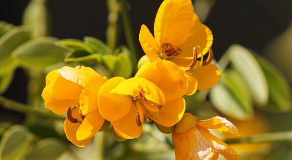 TANNERS CASSIA ( SENNA FLOWER)