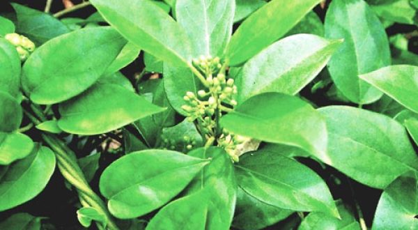 GYMNEMA SYLVESTRE