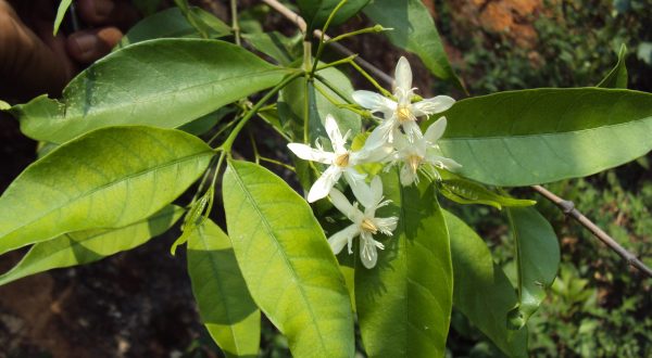 WRIGHTIA TINCTORIA PLANT
